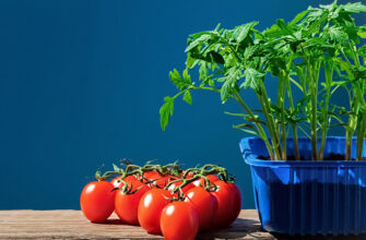 Скільки разів та як правильно поливати розсаду томатів Атлетом?