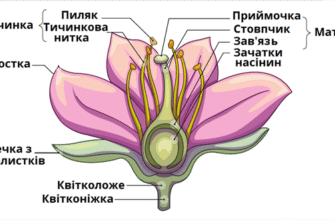 Універсальна назва квітки з маточкою і тичинкою: як її звати?