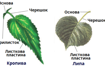 Як називають лист з черешком: повний гід для ботаніків та садівників
