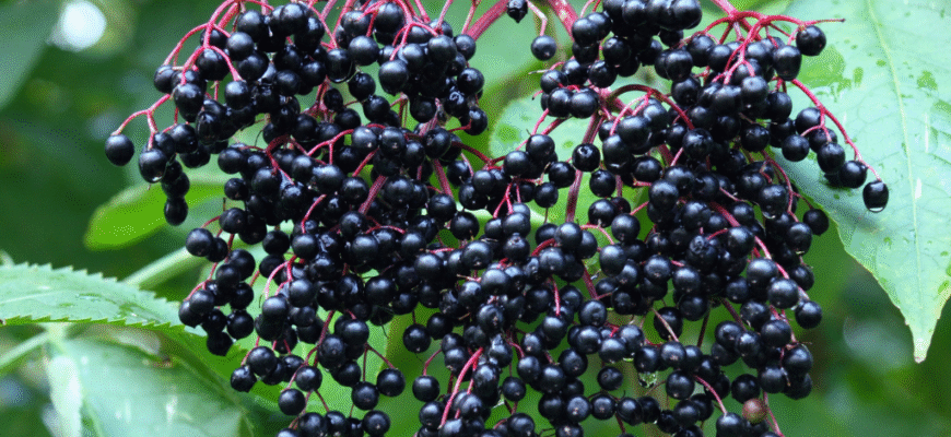 Чи можна їсти ягоди бузини: безпечність та корисні властивості