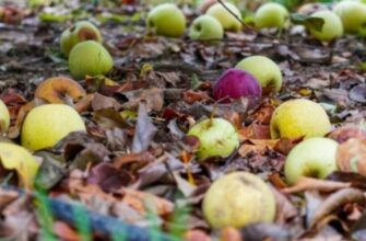 Чи придатні яблука для компосту: як правильно компостувати фрукти