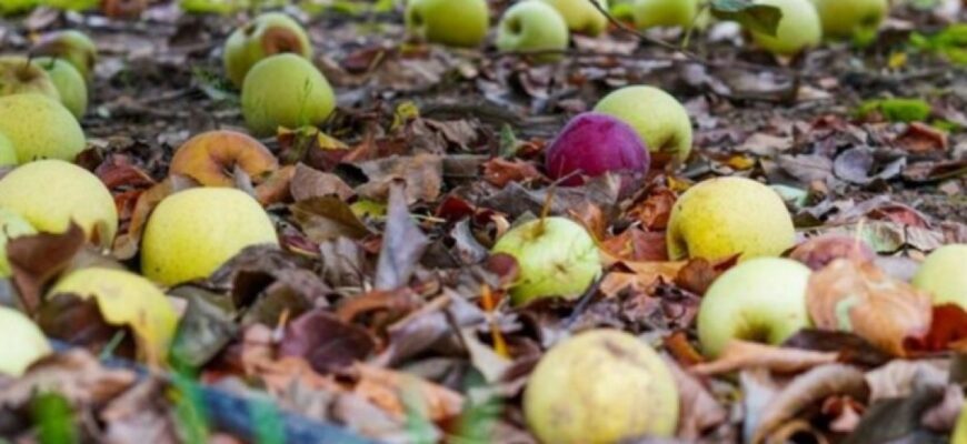Чи придатні яблука для компосту: як правильно компостувати фрукти