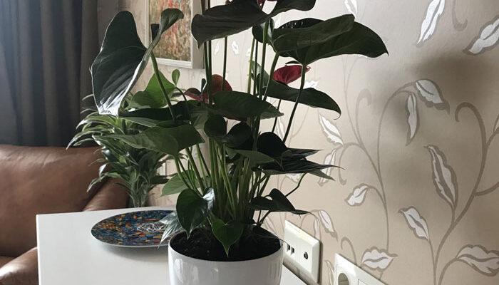 Який горщик обрати для квітів: поради та рекомендації вибору