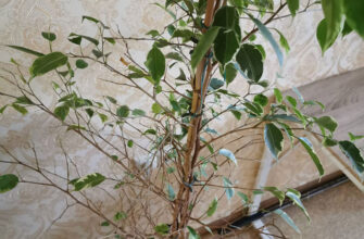 Що робити, якщо фікус втратив усе листя: поради та рекомендації