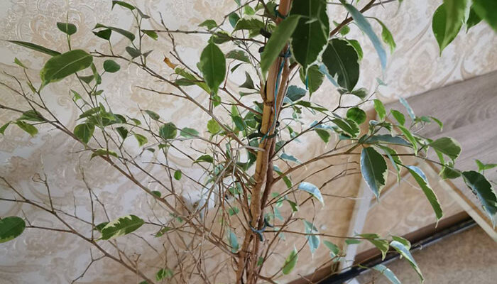 Що робити, якщо фікус втратив усе листя: поради та рекомендації