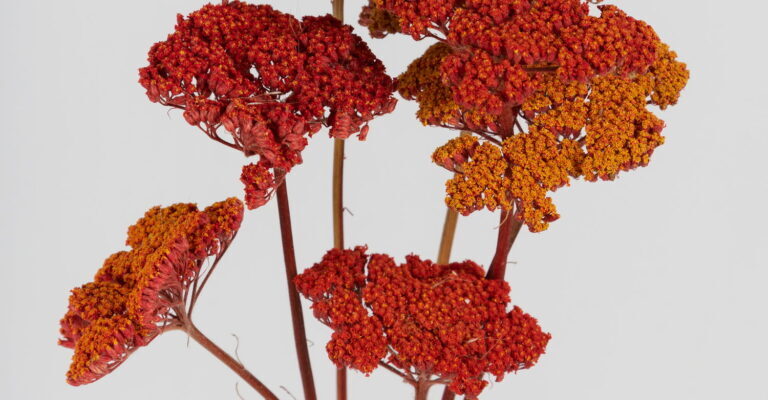 Чим і як стабілізують квіти: секрети технології для довговічності