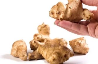 Коли краще їсти топінамбур: оптимальний час для максимальної користі