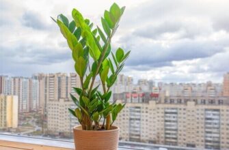 Чи безпечно тримати заміокулькас у квартирі: поради та рекомендації