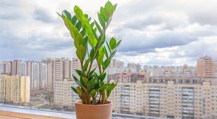 Чи безпечно тримати заміокулькас у квартирі: поради та рекомендації