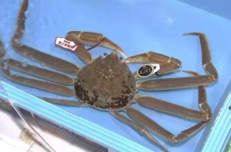 Чому краби коштують дорого: основні фактори формування ціни