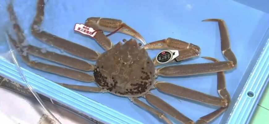 Чому краби коштують дорого: основні фактори формування ціни