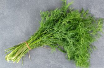 Найкращі способи заморозки кропу: зберігайте свіжість і аромат!