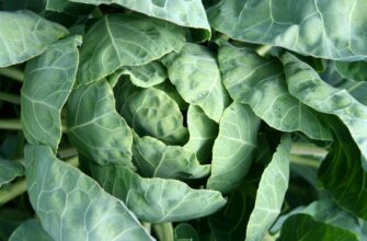 Вирощування капусти: оберіть найкращі сорти для свого столу