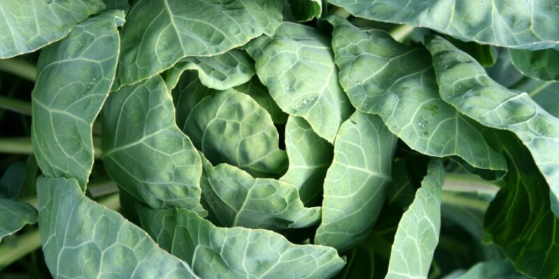 Вирощування капусти: оберіть найкращі сорти для свого столу