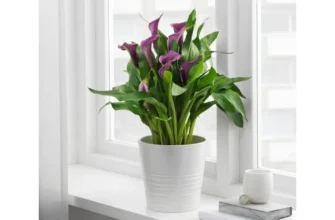 Як ефективно доглядати за квітами кали: поради та рекомендації