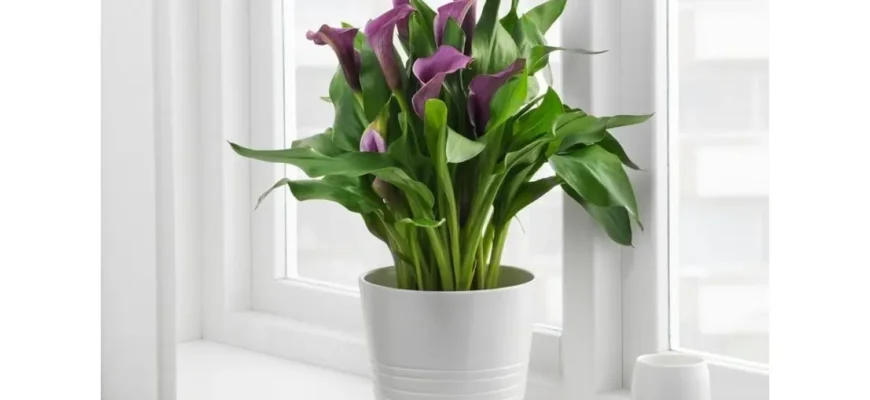 Як ефективно доглядати за квітами кали: поради та рекомендації