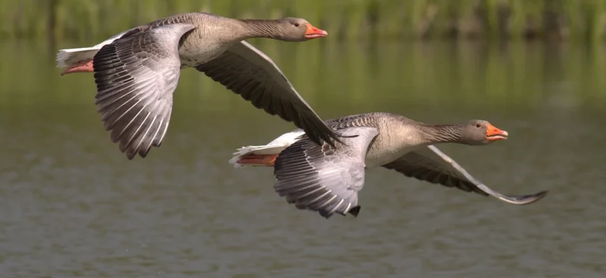15 неймовірних фактів про диких гусей: відкрийте світ природи разом з нами!