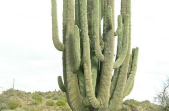 Найбільша концентрація кактусів в США: головні місця зростання