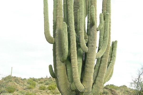 Найбільша концентрація кактусів в США: головні місця зростання