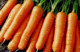 Чи можна висаджувати помідори після моркви: поради для садівників