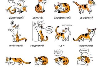 “Скільки часу потрібно кошенятам для адаптації в новому домі?”