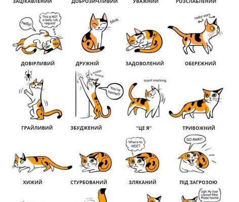 Як зробити, щоб ваш дорослий кіт без проблем прийняв нове кошеня