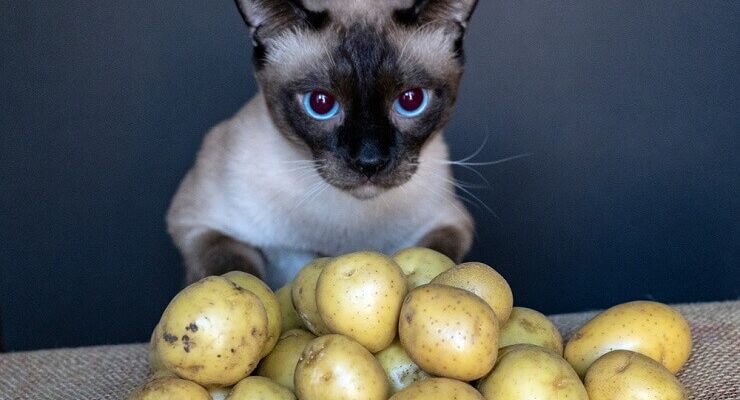Які тварини полюбляють картоплю: список картопляних гурманів