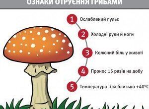 Скільки часу варити гриби: детальний гайд для початківців кухарів