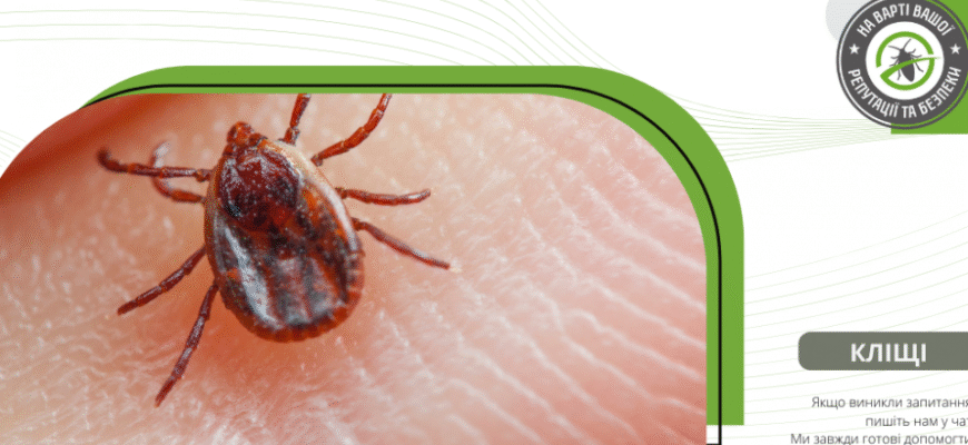 Як розпізнати енцефалітного кліща: відмінності від звичайних кліщів