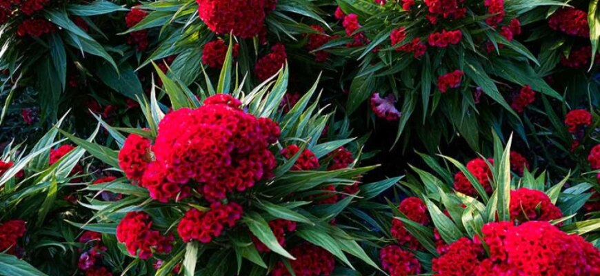 Чому в’яне целозія: основні причини та як правильно доглядати рослину