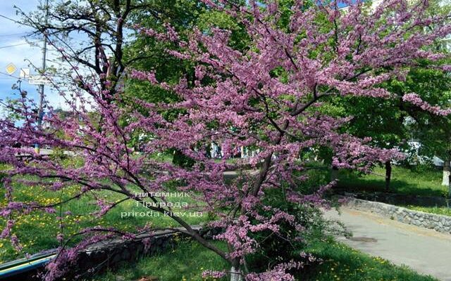 Коли найкраще обрізати Церцис: поради для здоров’я та росту рослини