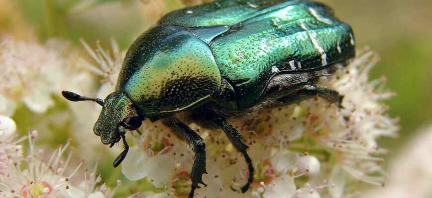 Золотиста бронзівка: скільки років живе цей яскравий жук у природі?