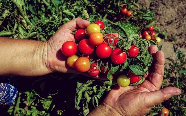 Швидше червоніння помідорів: ефективні поради для прискорення дозрівання Швидше червоніння помідорів: ефективні поради для прискорення дозрівання