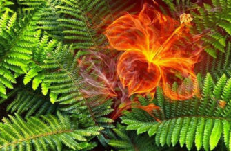 Значення та символізм папороті: що вона означає у різних культурах