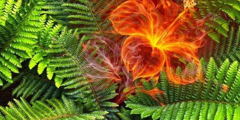 Значення та символізм папороті: що вона означає у різних культурах