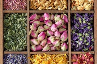 Які рослини підходять для приготування чаю: кращі варіанти