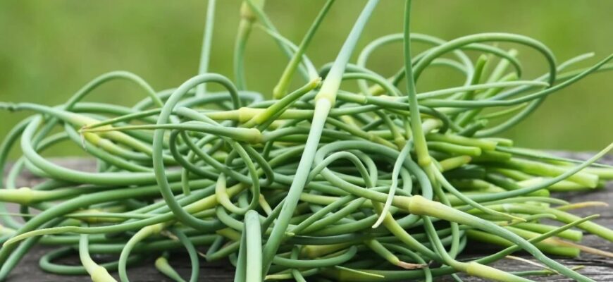 Користь стрілок часнику: Оздоровлення організму та кулінарні переваги