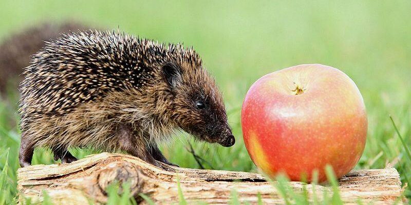 Оптимальний раціон для їжака: чим годувати його в домашніх умовах?