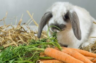 Оптимальний раціон для 15-денних кроленят: поради та рекомендації