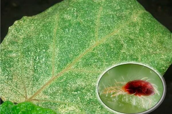 Позбавлення від павутинного кліща на баклажанах: ефективні методи боротьби