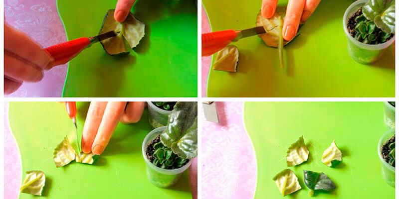 Як правильно зрізати та підготувати листя фіалки для посадки