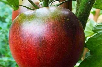 Який зовнішній вигляд має помідор Чорний принц: Фото та опис