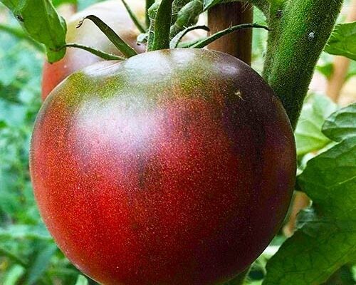 Який зовнішній вигляд має помідор Чорний принц: Фото та опис