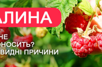 Як забезпечити багатий урожай малини: ключові поради та рекомендації