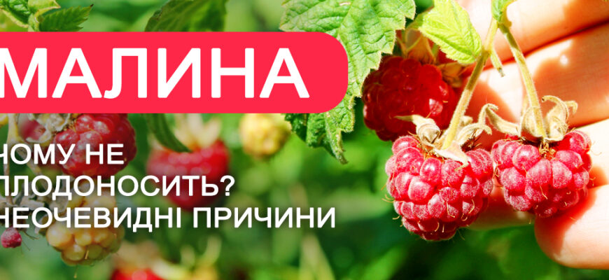 Як забезпечити багатий урожай малини: ключові поради та рекомендації