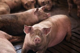 Чому свиня перестала їсти: основні причини та рішення проблеми