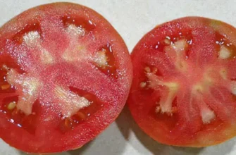 Причини твердої серцевини у помідорів: як вирішити проблему?