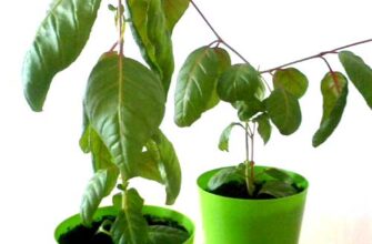 Чому фуксія витягується: основні причини та способи їх вирішення