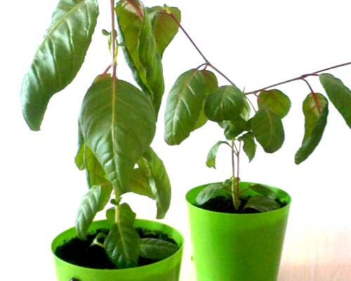 Чому фуксія витягується: основні причини та способи їх вирішення