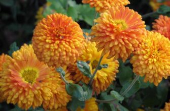Що любить хризантема садова: оптимальні умови для цвітіння
